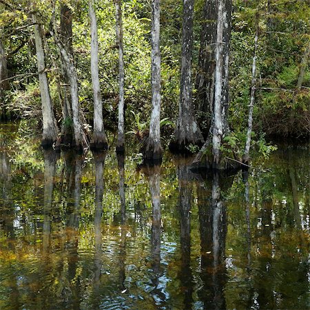 Cypress trees in wetland of Everglades National Park, Florida, USA. Photographie de stock - Aubaine LD & Abonnement, Code: 400-04954476