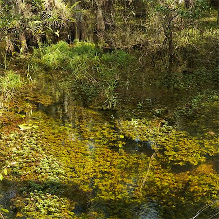 subtropical - Aquatic plants in wetland of Everglades National Park, Florida, USA. Stock Photo - Budget Royalty-Free & Subscription, Code: 400-04954471