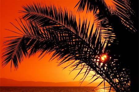 simsearch:400-07715470,k - Picture of a setting sun partially hidden by a palm tree branch Stock Photo - Budget Royalty-Free & Subscription, Code: 400-04954597