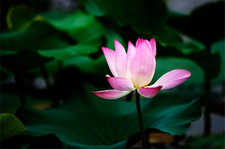 racnus (artist) - Blooming pink water lily in the pond. Fotografie stock - Microstock e Abbonamento, Codice: 400-04954910