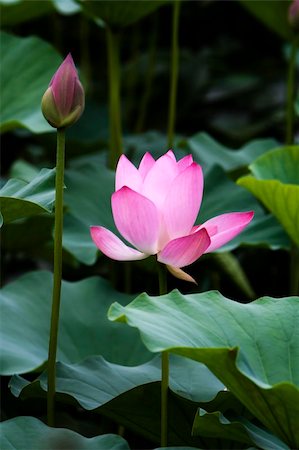 racnus (artist) - Blooming fresh water lily in the pond. Fotografie stock - Microstock e Abbonamento, Codice: 400-04954912