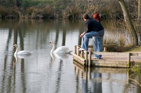 couple lake looking at swans Stock Photo - Budget Royalty-Free & Subscription, Code: 400-04955038