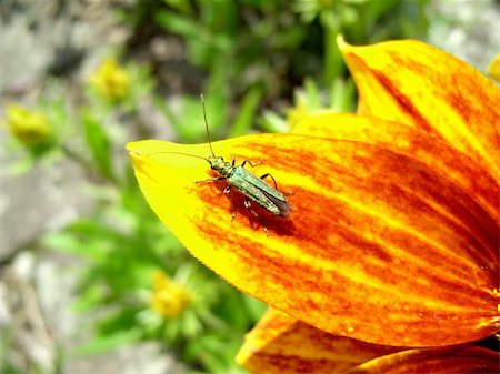 simsearch:400-04785692,k - A image of a close up of a small green insect on some flower petals. Fotografie stock - Microstock e Abbonamento, Codice: 400-04955187
