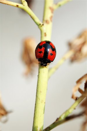 A ladybird walking along a yellow stem Stock Photo - Budget Royalty-Free & Subscription, Code: 400-04955319