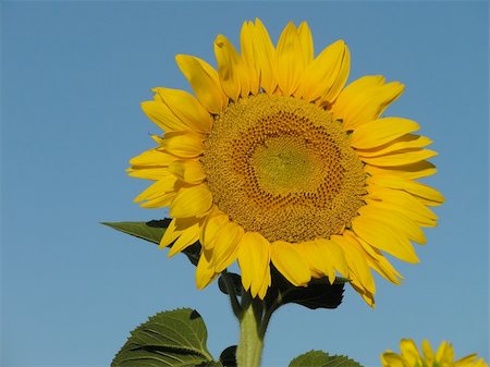 simsearch:400-04751722,k - sunflower Stock Photo - Budget Royalty-Free & Subscription, Code: 400-04955485