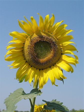 simsearch:400-04751722,k - sunflower Stock Photo - Budget Royalty-Free & Subscription, Code: 400-04955486
