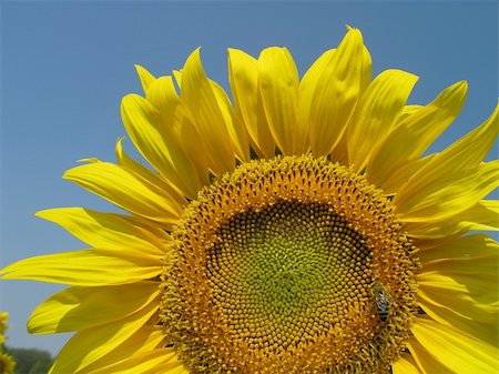 simsearch:400-04751722,k - sunflower Stock Photo - Budget Royalty-Free & Subscription, Code: 400-04955488