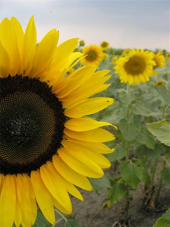 simsearch:400-04751722,k - sunflower Stock Photo - Budget Royalty-Free & Subscription, Code: 400-04955489