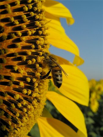 simsearch:400-04751722,k - bee on the sunflower Stock Photo - Budget Royalty-Free & Subscription, Code: 400-04955494