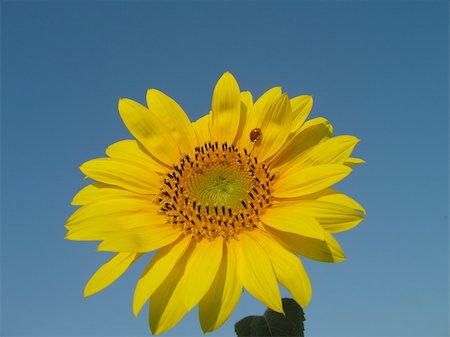 simsearch:400-04751722,k - sunflower Stock Photo - Budget Royalty-Free & Subscription, Code: 400-04955492