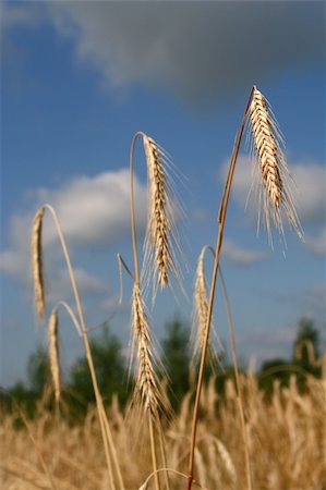 Field with wheat on a background of the sky Stockbilder - Microstock & Abonnement, Bildnummer: 400-04955565