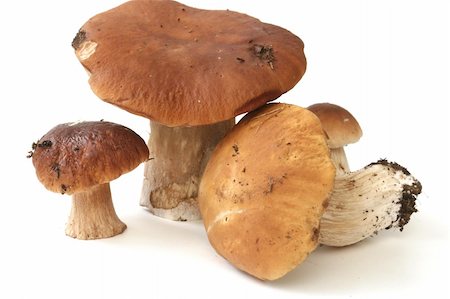 It is a lot of ceps on a white background Photographie de stock - Aubaine LD & Abonnement, Code: 400-04955563