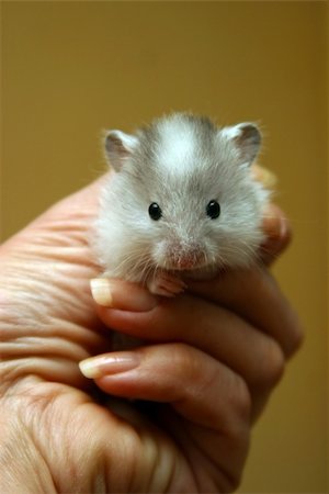 Small hamster in a female hand Stock Photo - Budget Royalty-Free & Subscription, Code: 400-04956155
