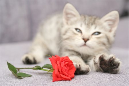 Red rose and grey kitten Stockbilder - Microstock & Abonnement, Bildnummer: 400-04956375