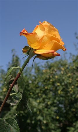 Yellow rose Stockbilder - Microstock & Abonnement, Bildnummer: 400-04956531