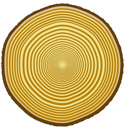 Vector illustration of tree rings from a 33-year-old tree Foto de stock - Royalty-Free Super Valor e Assinatura, Número: 400-04956795