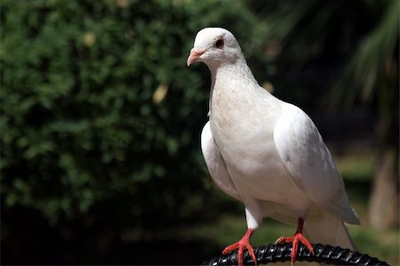 simsearch:400-03987330,k - white pidgeon portrait Stockbilder - Microstock & Abonnement, Bildnummer: 400-04956867