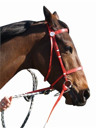 steigbügel - A racehorse isolated with clipping path Stockbilder - Microstock & Abonnement, Bildnummer: 400-04957935
