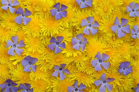 pervenche - Surface with yellow (dandelion) and blue (periwinkle) flowers, four shots stitch Photographie de stock - Aubaine LD & Abonnement, Code: 400-04958733