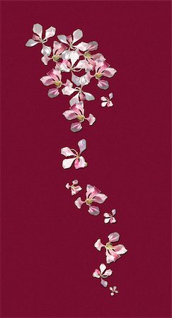 Beautiful spray of  orchids flowing downward with lightly textured burgundy/wine colored background, vertical Photographie de stock - Aubaine LD & Abonnement, Code: 400-04959285