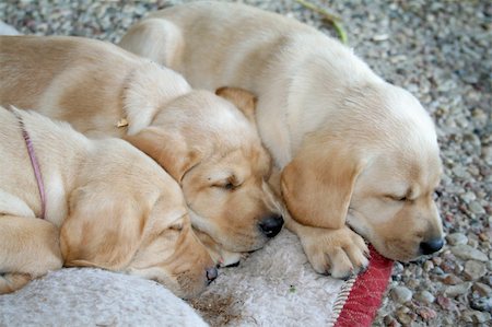 sibling sad - 8 week old yellow lab puppies Stock Photo - Budget Royalty-Free & Subscription, Code: 400-04959503