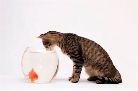 Home cat and a gold fish. Stock Photo - Budget Royalty-Free & Subscription, Code: 400-04959754