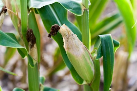 close up of corn ears bright greens nice detail shallow DOF focus on the ear of corn Stock Photo - Budget Royalty-Free & Subscription, Code: 400-04959776