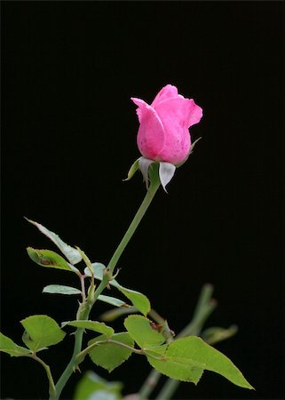 single red rose bud - Pink rose on black Stock Photo - Budget Royalty-Free & Subscription, Code: 400-04959848