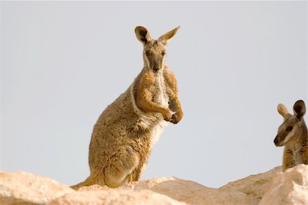 nice image of a yellow footed rock wallaby Stock Photo - Budget Royalty-Free & Subscription, Code: 400-04959886