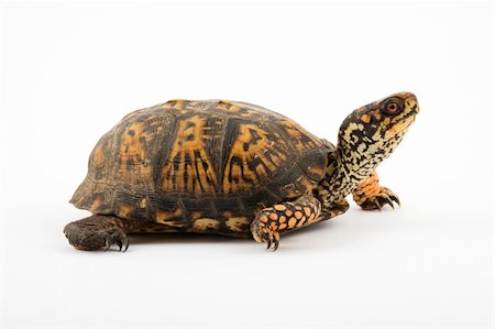 Adult Eastern Box Turtle  (Terrapene carolina carolina)  is a subspecies within a group of hinge-shelled turtles, normally called box turtles. T. c. carolina is native to an eastern part of the United States. Photographed in a studio on a white background Stock Photo - Budget Royalty-Free & Subscription, Code: 400-04959933