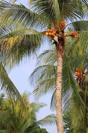Coconut palm grove in Thailand in early morning Fotografie stock - Microstock e Abbonamento, Codice: 400-04950379