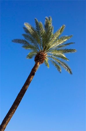 spartika (artist) - A palm tree basks in the hot summer sun. Stock Photo - Budget Royalty-Free & Subscription, Code: 400-04950597