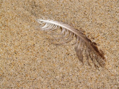 seagull looking down - Textural image-- gull feather washed up on shore by the tide.  Atlantic Ocean, New Jersey coast.  Shallow DOF. Stock Photo - Budget Royalty-Free & Subscription, Code: 400-04950649