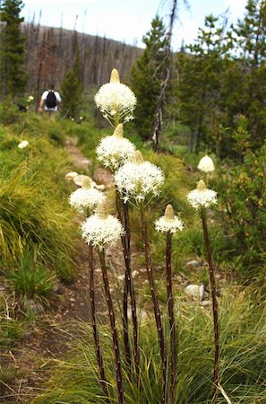 spartika (artist) - A hiker passes a patch of beargrass on his way up a mountain. Stock Photo - Budget Royalty-Free & Subscription, Code: 400-04950835