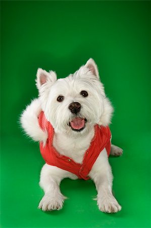 simsearch:400-04446187,k - White terrier dog dressed in red coat. Photographie de stock - Aubaine LD & Abonnement, Code: 400-04951078