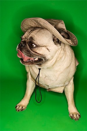 pug tongue - Pug dog wearing safari outfit. Stock Photo - Budget Royalty-Free & Subscription, Code: 400-04951099