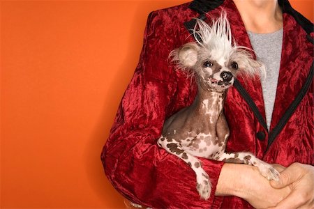 dog man bizarre - Caucasian mid-adult male wearing velvet jacket and holding Chinese Crested dog. Stock Photo - Budget Royalty-Free & Subscription, Code: 400-04951105