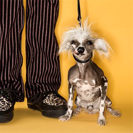 dog man bizarre - Chinese Crested dog on leash standing next to man's legs. Stock Photo - Budget Royalty-Free & Subscription, Code: 400-04951106