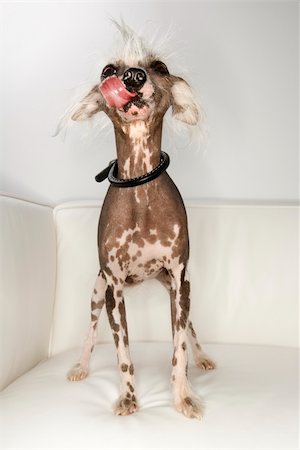 simsearch:400-04446240,k - Chinese Crested dog portrait. Foto de stock - Super Valor sin royalties y Suscripción, Código: 400-04951101