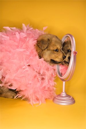 Puppy wearing pink feather boa in front of mirror. Photographie de stock - Aubaine LD & Abonnement, Code: 400-04951114