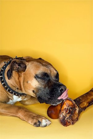 simsearch:400-03921833,k - Boxer dog licking big bone. Photographie de stock - Aubaine LD & Abonnement, Code: 400-04951111