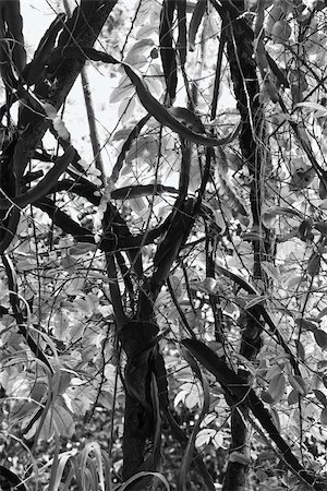 Black and white of tree with vines and grass. Stock Photo - Budget Royalty-Free & Subscription, Code: 400-04951160