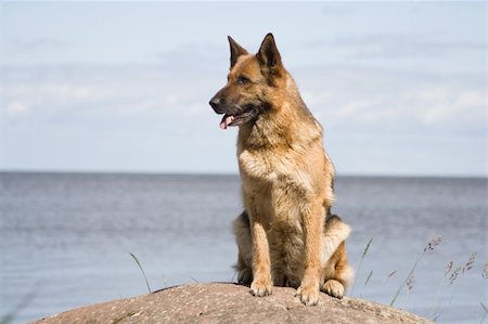 simsearch:400-04446495,k - Germany sheep-dog sitting on the stone near from the sea Fotografie stock - Microstock e Abbonamento, Codice: 400-04951273