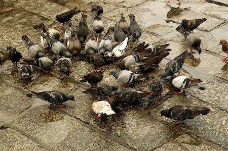 Lots of pigeons on the ground,pecking seeds. Stock Photo - Budget Royalty-Free & Subscription, Code: 400-04951373