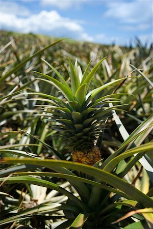 pineapple growing - Pineapple sprouting from plant in crop in Maui, Hawaii, USA. Stock Photo - Budget Royalty-Free & Subscription, Code: 400-04951486