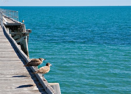 petrel - two seabirds (petrels) stand on the edge of the jetty and look out over the water Foto de stock - Super Valor sin royalties y Suscripción, Código: 400-04951524