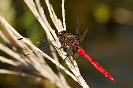 a small red dragonfly sits on some reeds Photographie de stock - Aubaine LD & Abonnement, Code: 400-04951535