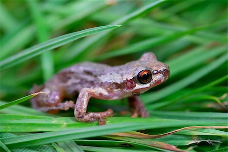 a little red eyed bleating tree frog (litoria dentata) in the grass Photographie de stock - Aubaine LD & Abonnement, Code: 400-04951549