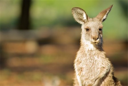 an image of an small eastern grey kangaroo in the wild Fotografie stock - Microstock e Abbonamento, Codice: 400-04951541