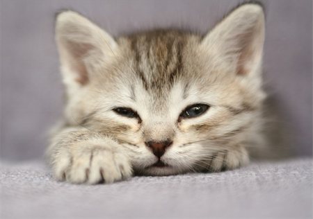 The small grey kitten sleeps Stockbilder - Microstock & Abonnement, Bildnummer: 400-04951649